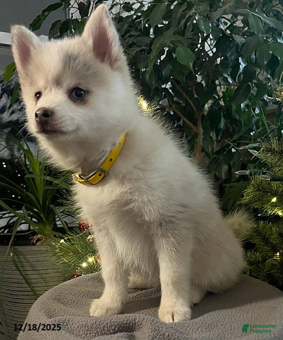 Pomsky dogs for sale: Heidi - Ad 8
