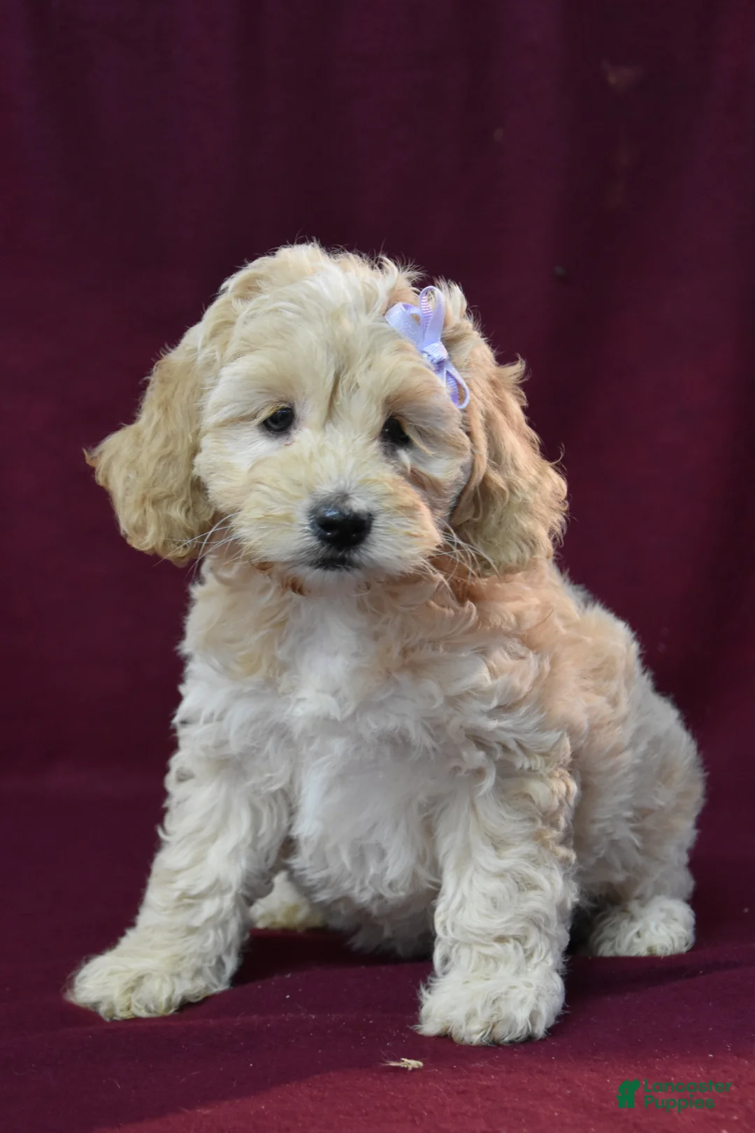 Cockapoo dogs for sale: Jazzy - Ad 1