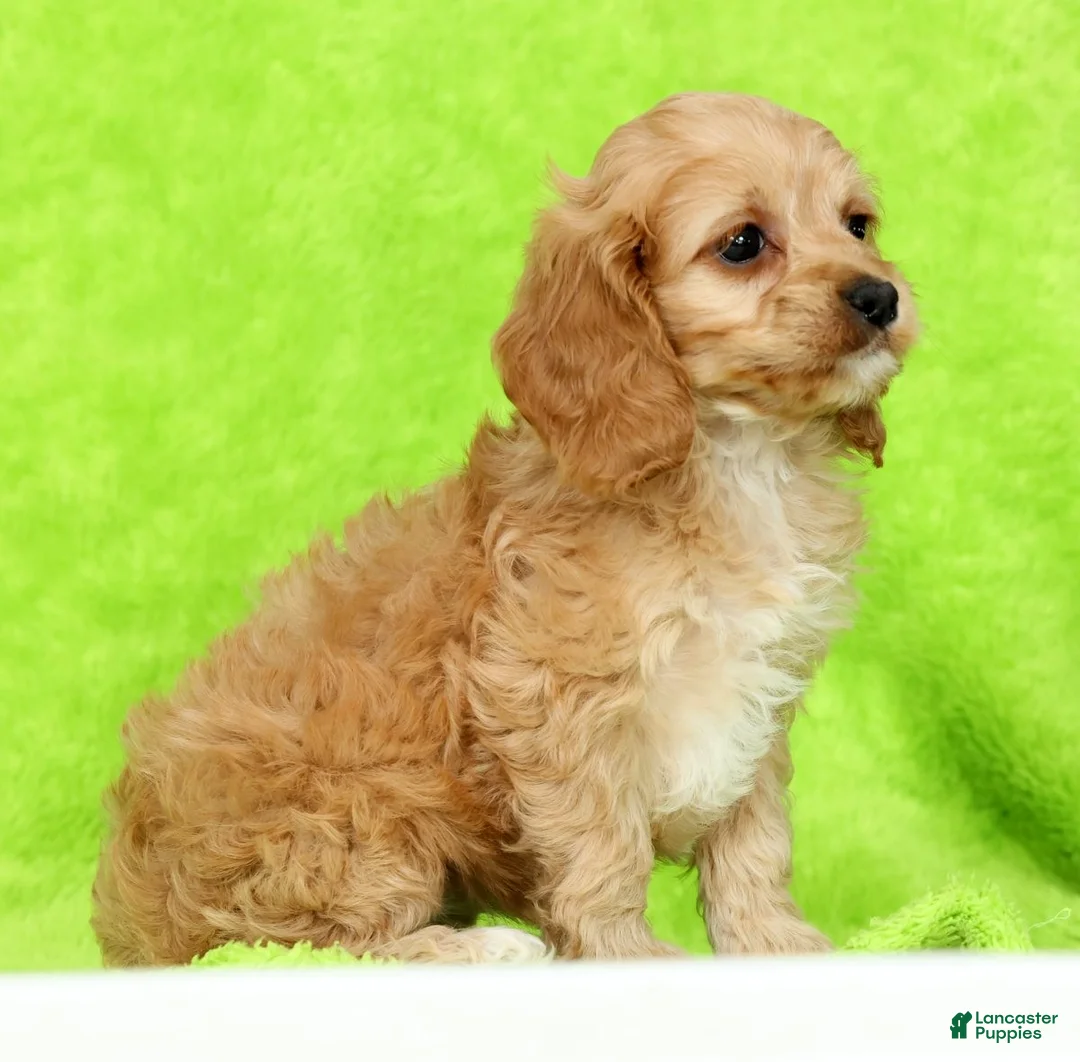 Cockapoo dogs for sale: Jupiter - Ad 2
