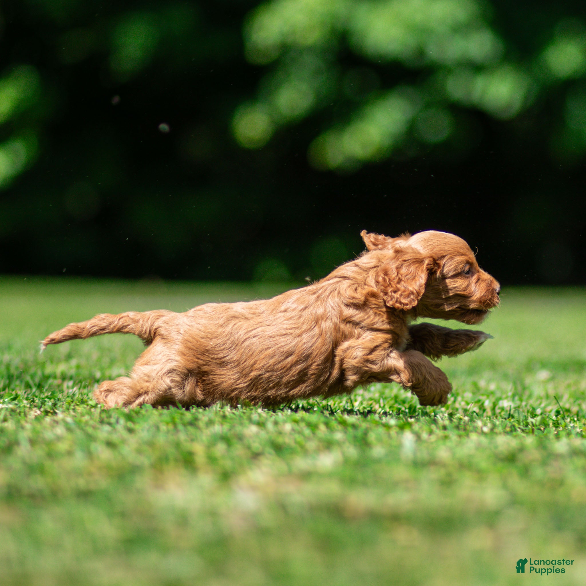 Cavapoo dogs Jasper Cavapoo  - Ad 2