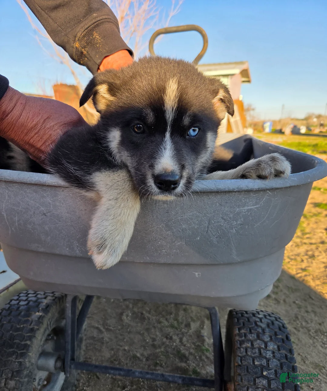 Gerberian Shepsky dogs for sale: Gerberian Shepsky Puppy 2 - Ad 1