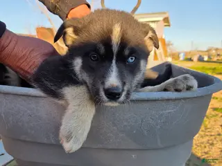 Gerberian Shepsky dogs Gerberian Shepsky Puppy 2 - Ad 3