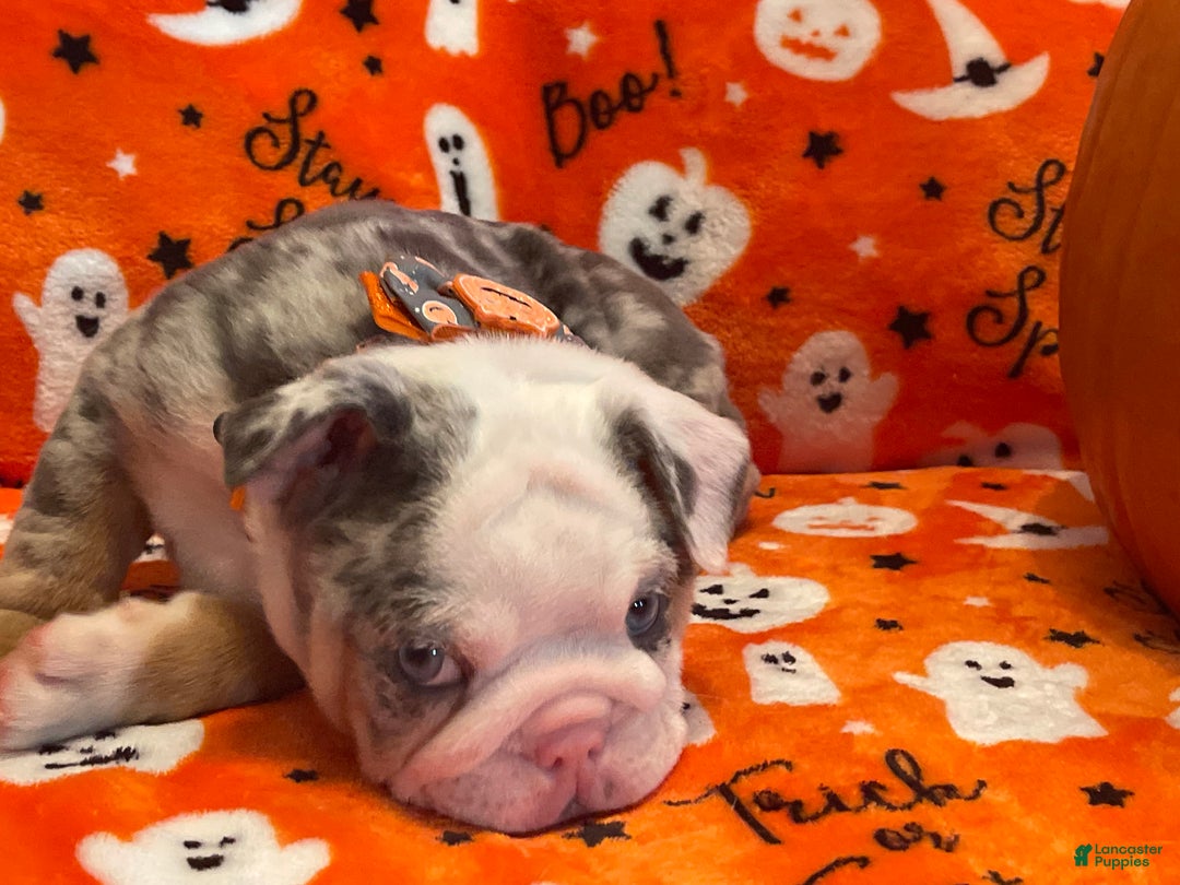 English Bulldog dogs for sale: English Bulldog Puppy 5 - Ad 10