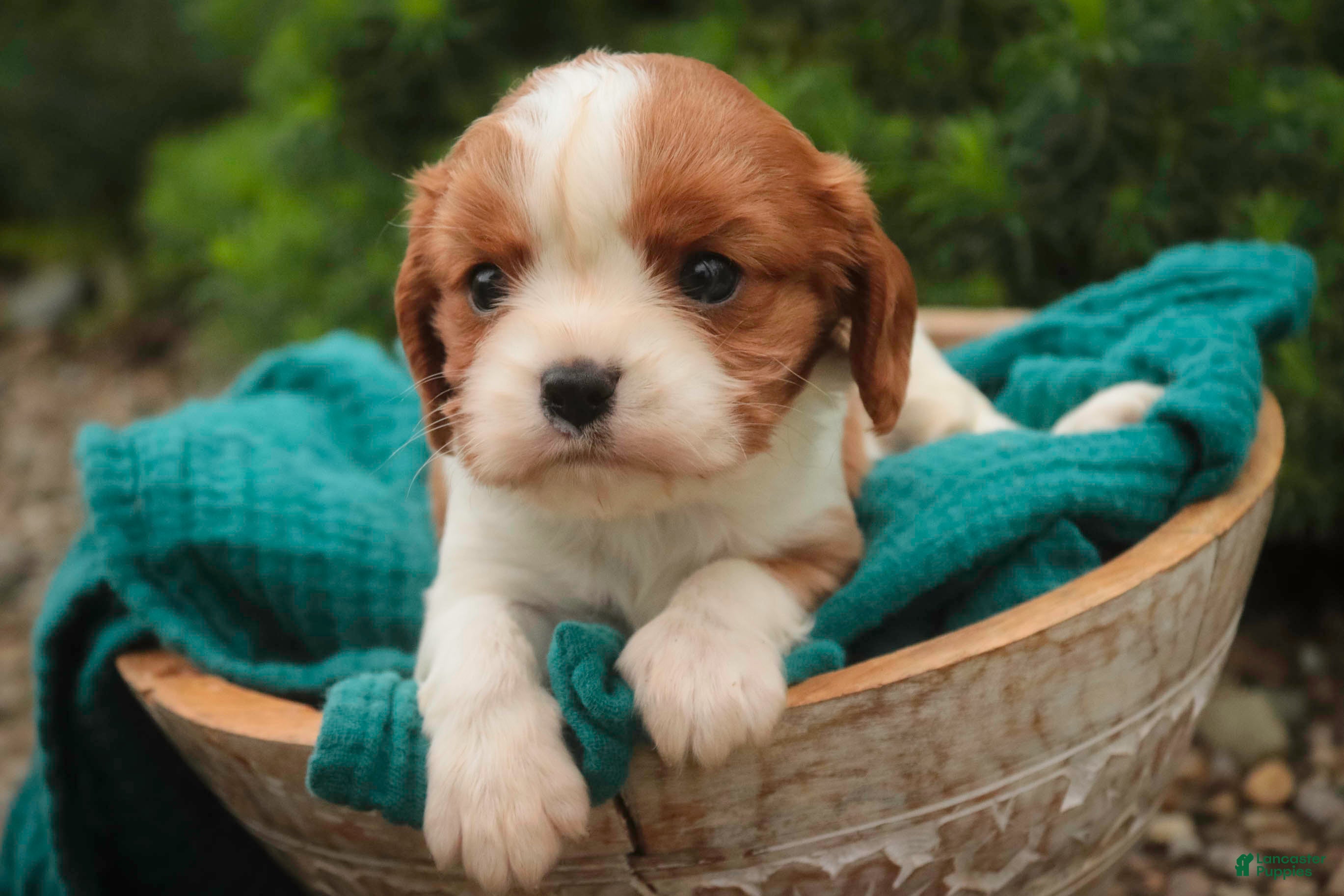 Cavalier King Charles Spaniel dogs Sunny Cavalier King Charles Spaniel  - Ad 1