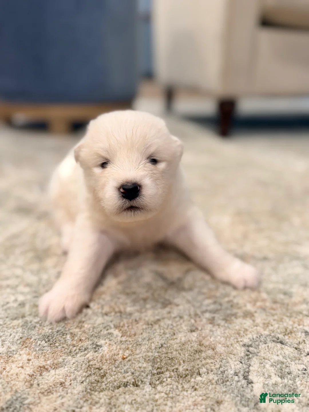 Samoyed dogs for sale: Ethel - Ad 1