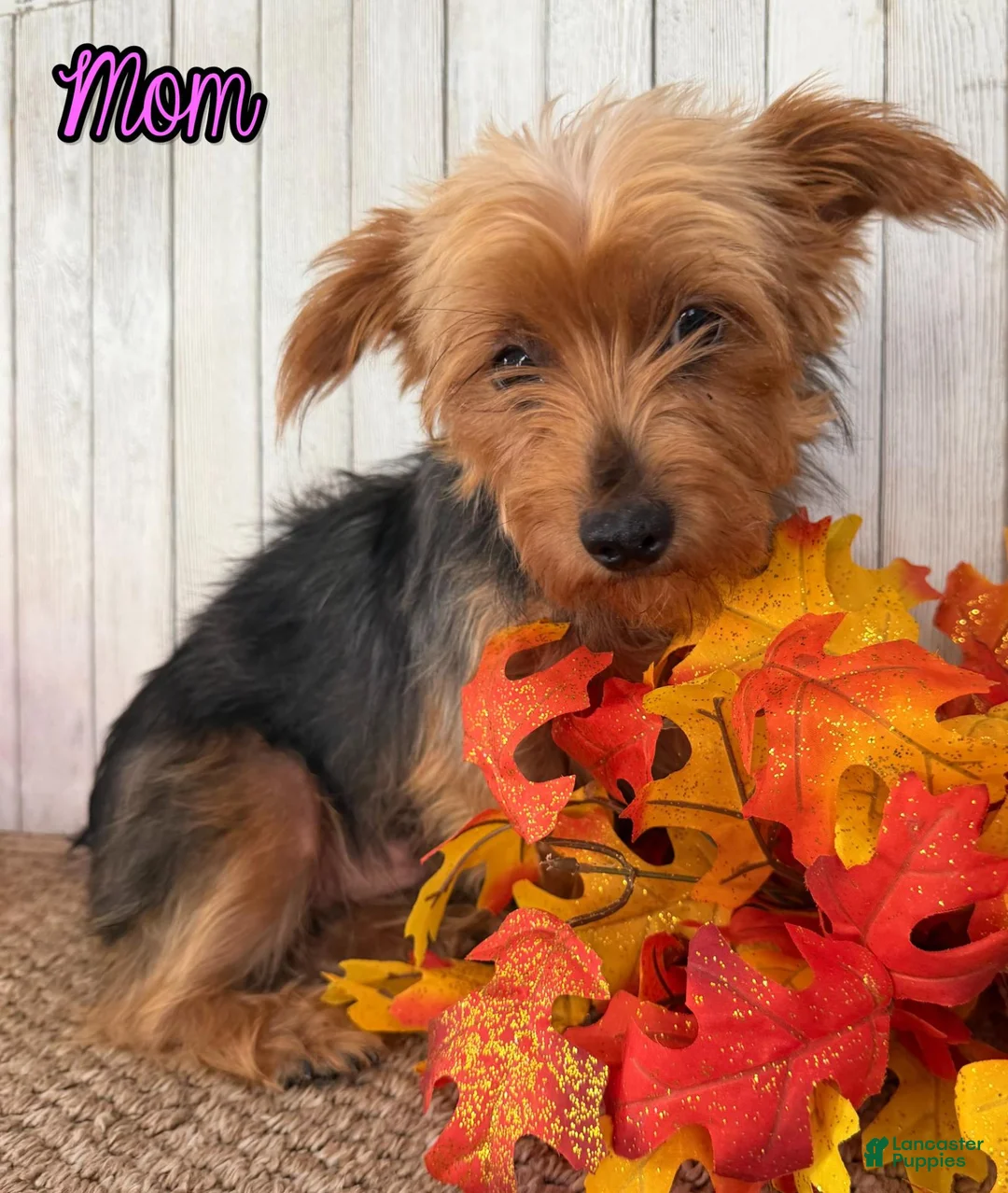 Yorkshire Terrier dogs for sale: Lexie Female AKC Yorkshire Terrier - Ad 14