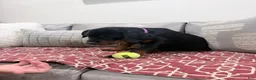 Rottweiler dogs for sale: Purple color - Ad 6