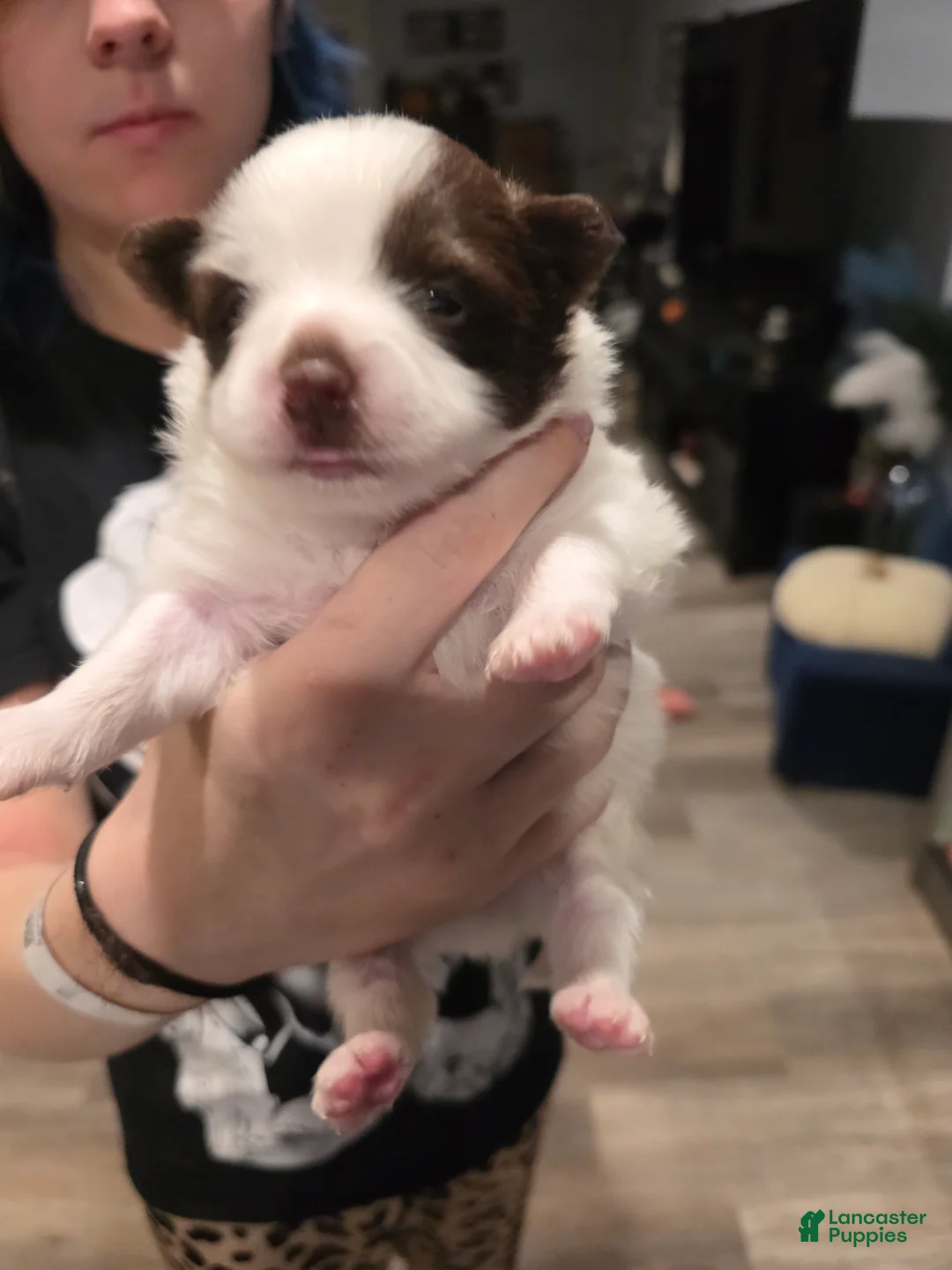 Pomeranian dogs for sale: Pokey - Ad 2
