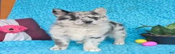 Pomsky dogs for sale: Ocean - Ad 4