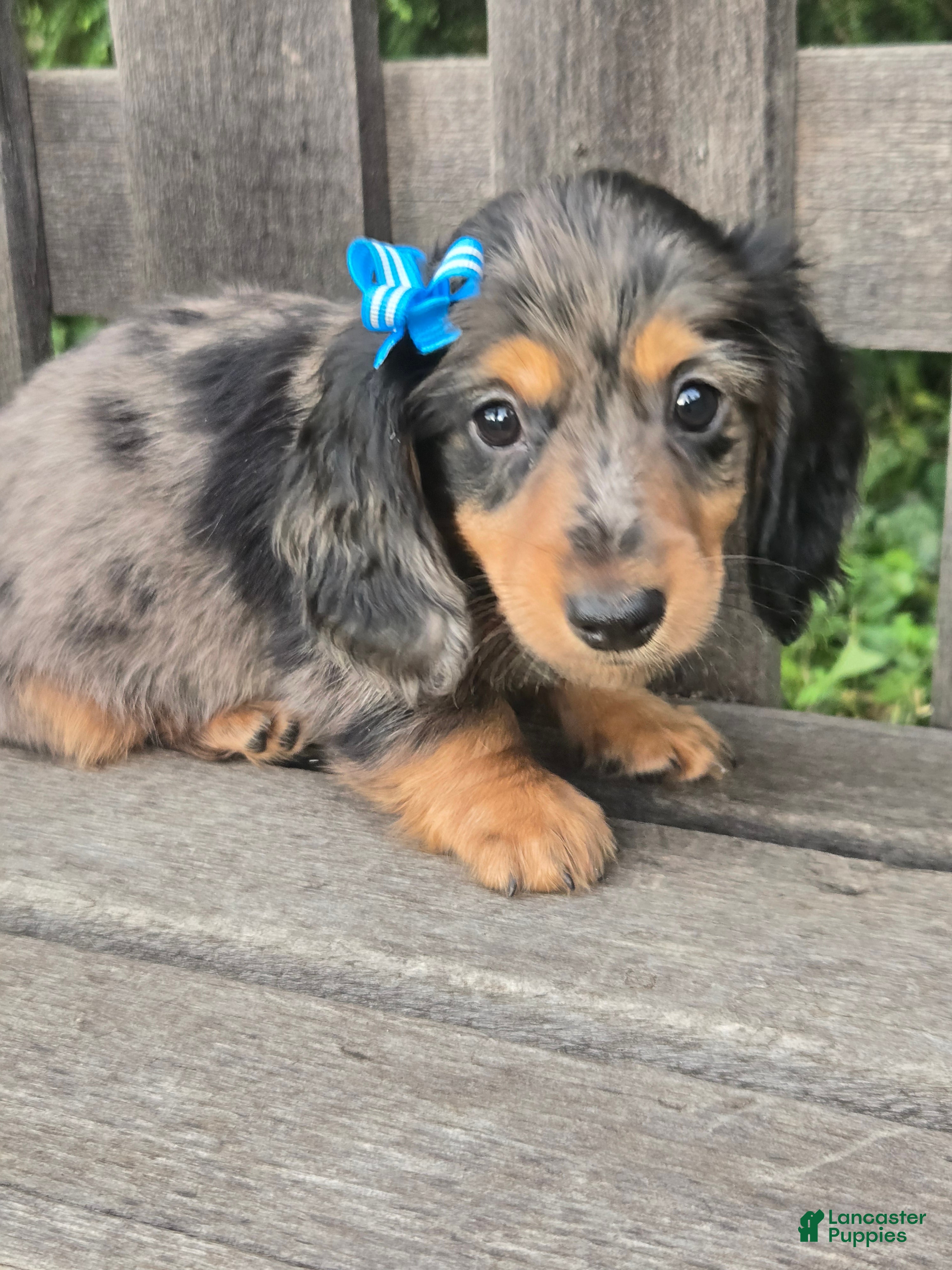 Miniature Dachshund dogs Bruno - Ad 2