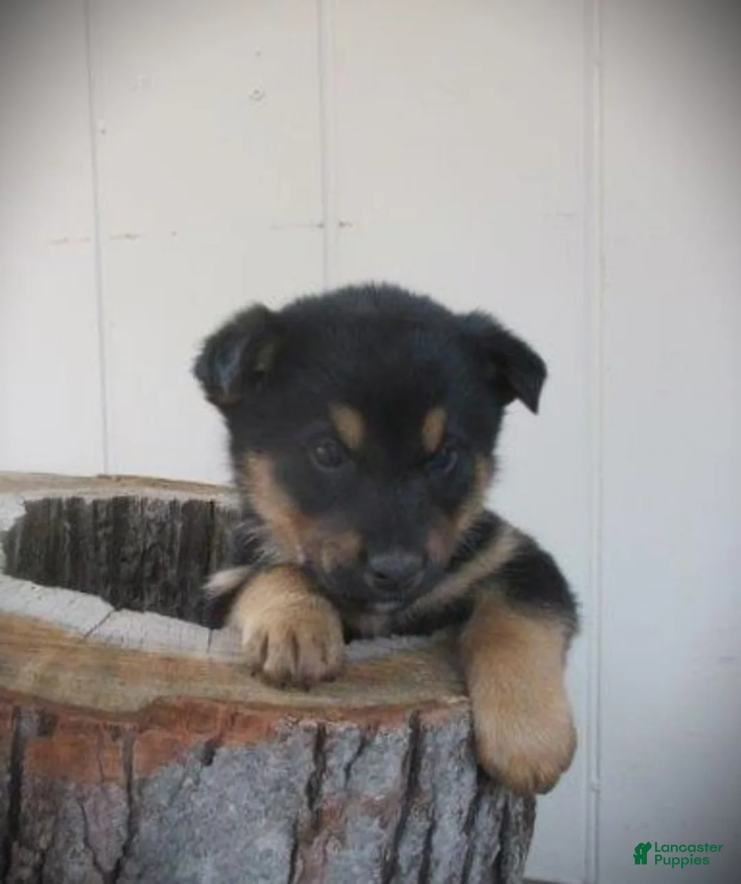 Mixed Breed dogs for sale: Forest - Ad 3