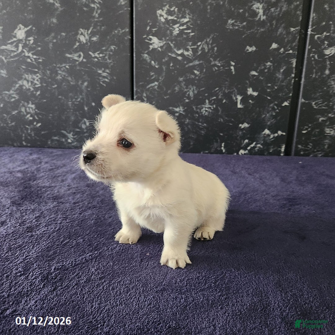 West Highland Terrier dogs for sale: Max - Ad 2