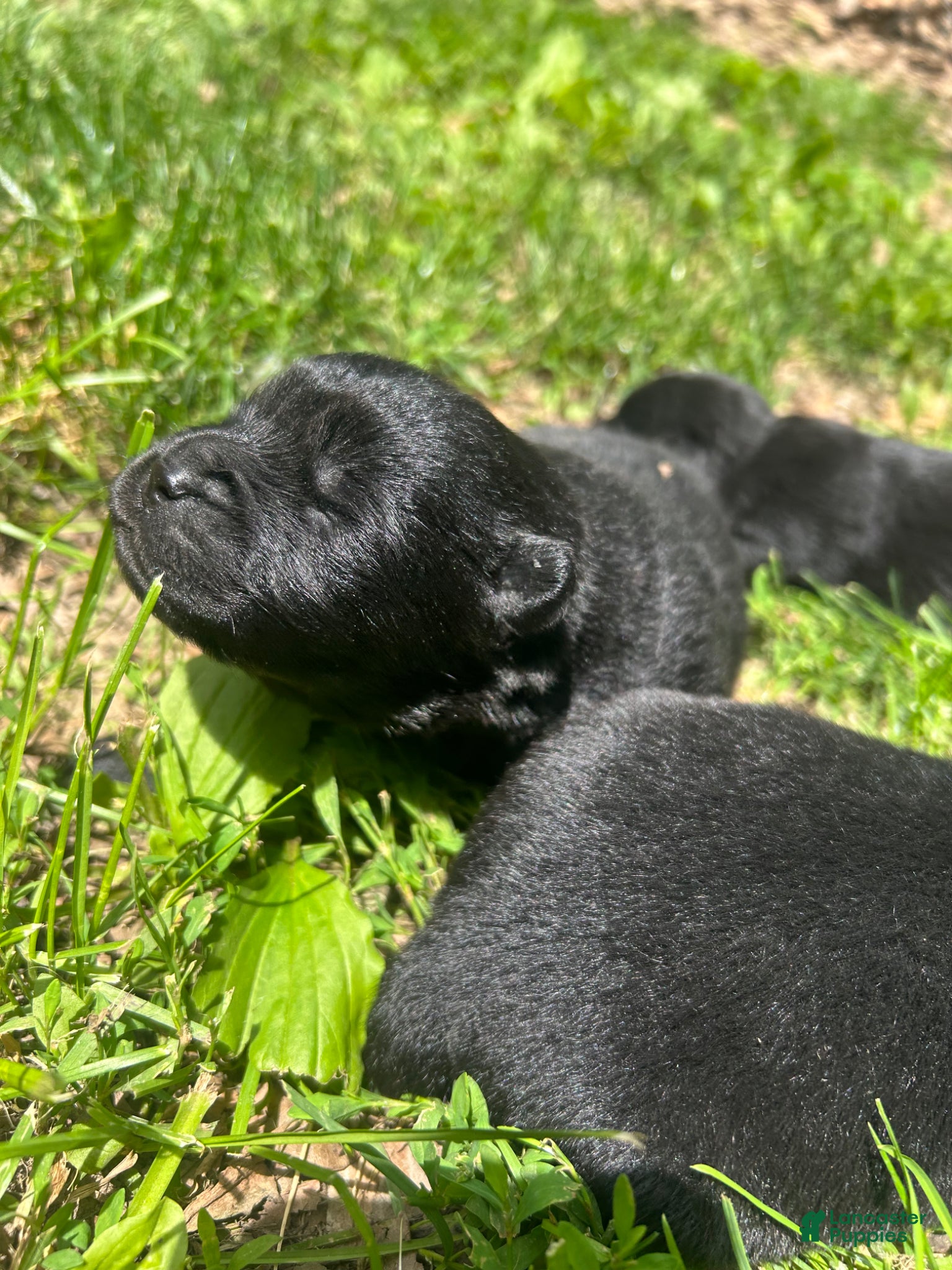 Chow Chow dogs Chow Chow Puppy 1 - Ad 2