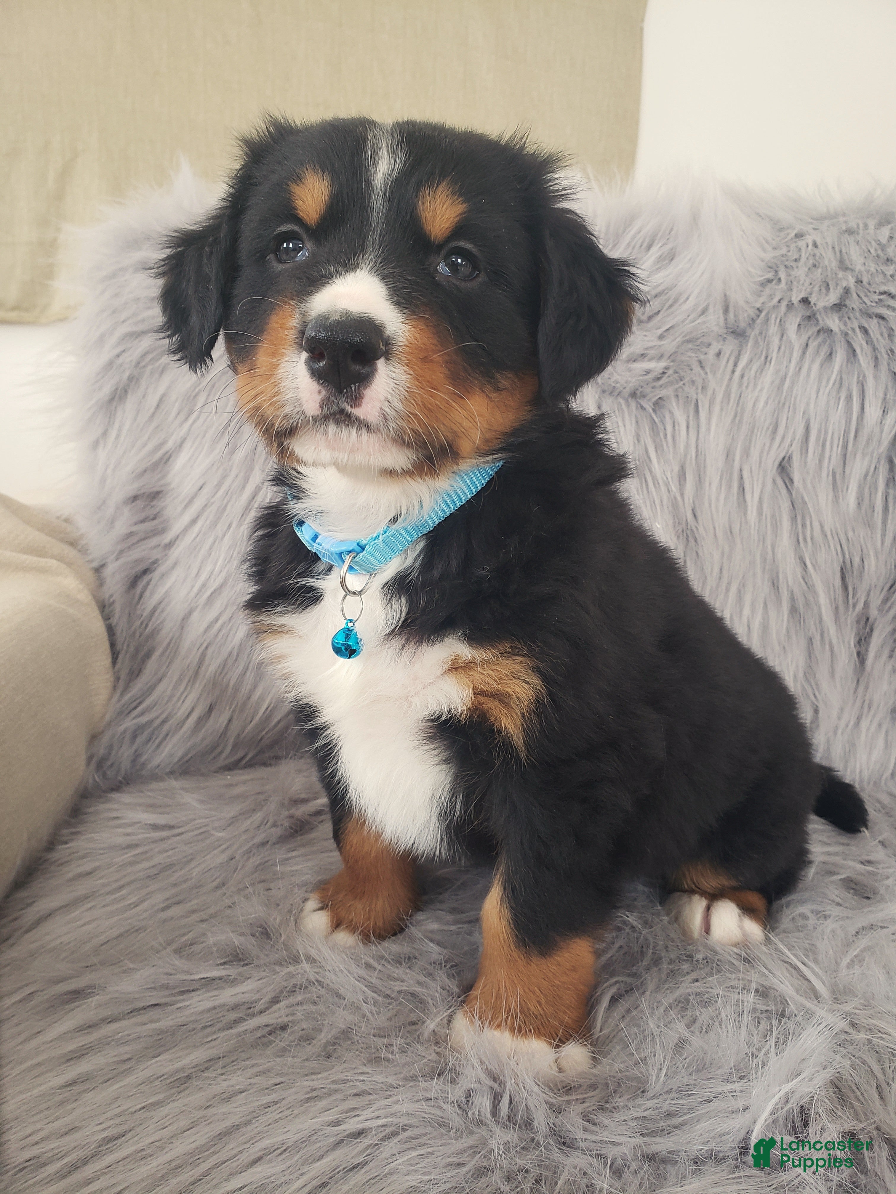 Bernese Mountain Dog dogs Ziggy-Health Tested Parents - Ad 19