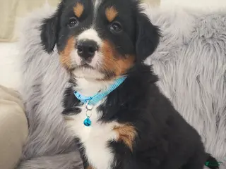 Bernese Mountain Dog dogs Ziggy-Health Tested Parents - Ad 19