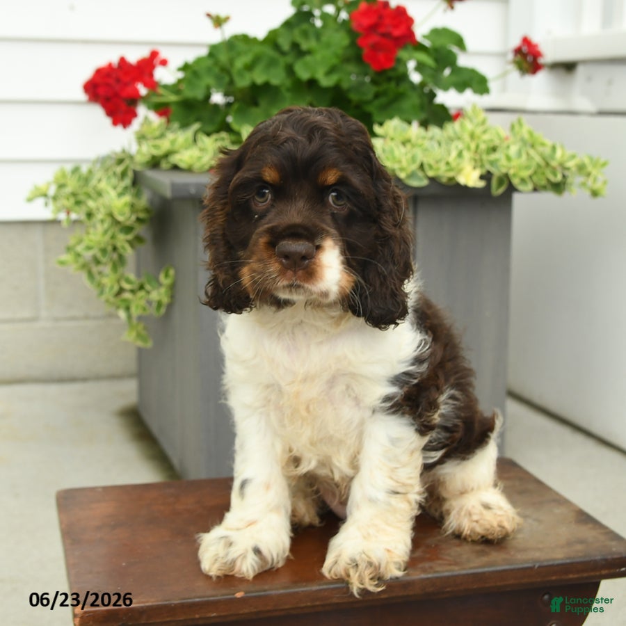 English Cocker Spaniel dogs Jill - Ad 1
