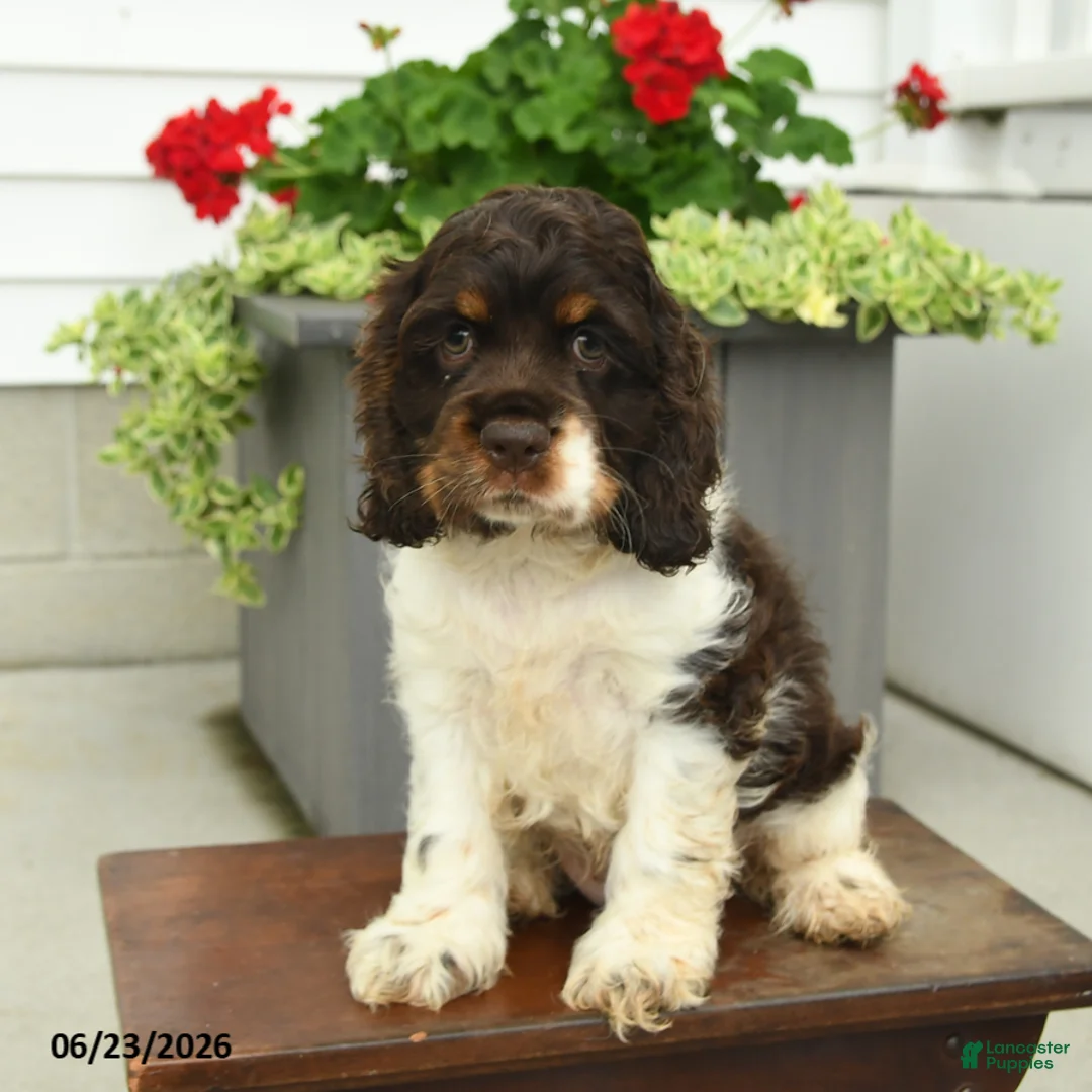 English Cocker Spaniel dogs for sale: Jill - Ad 1