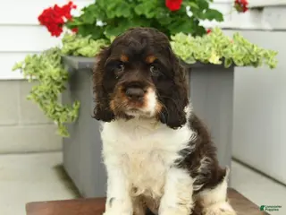 English Cocker Spaniel dogs for sale: Jill - Ad 2