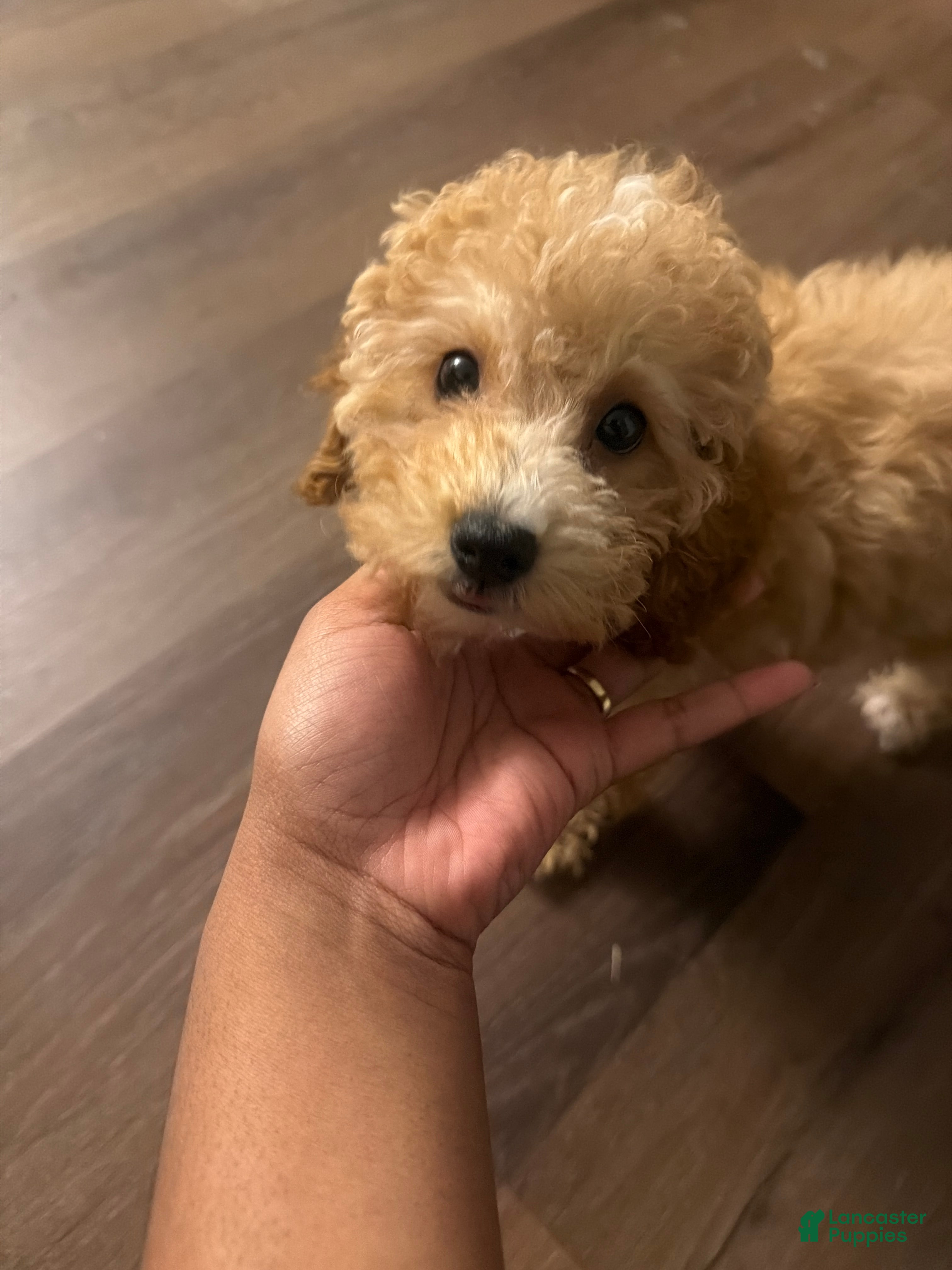 Miniature Poodle dogs Miniature Poodle 1 - Ad 1