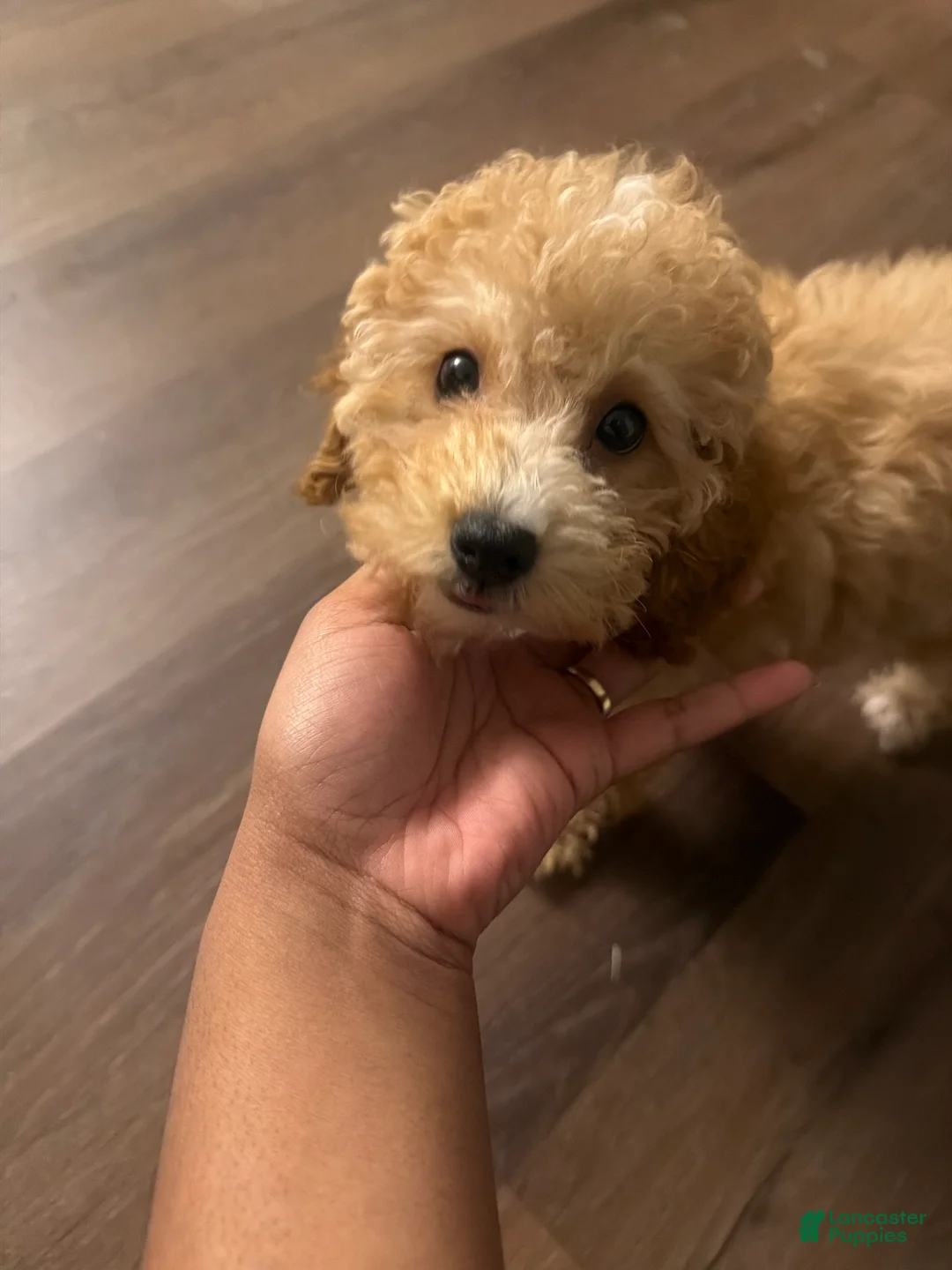 Miniature Poodle dogs for sale: Miniature Poodle 1 - Ad 1