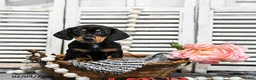 Miniature Dachshund dogs for sale: Becca - Ad 1