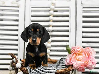 Miniature Dachshund dogs Becca - Ad 14