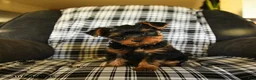 Yorkshire Terrier dogs for sale: Tucker - Ad 2