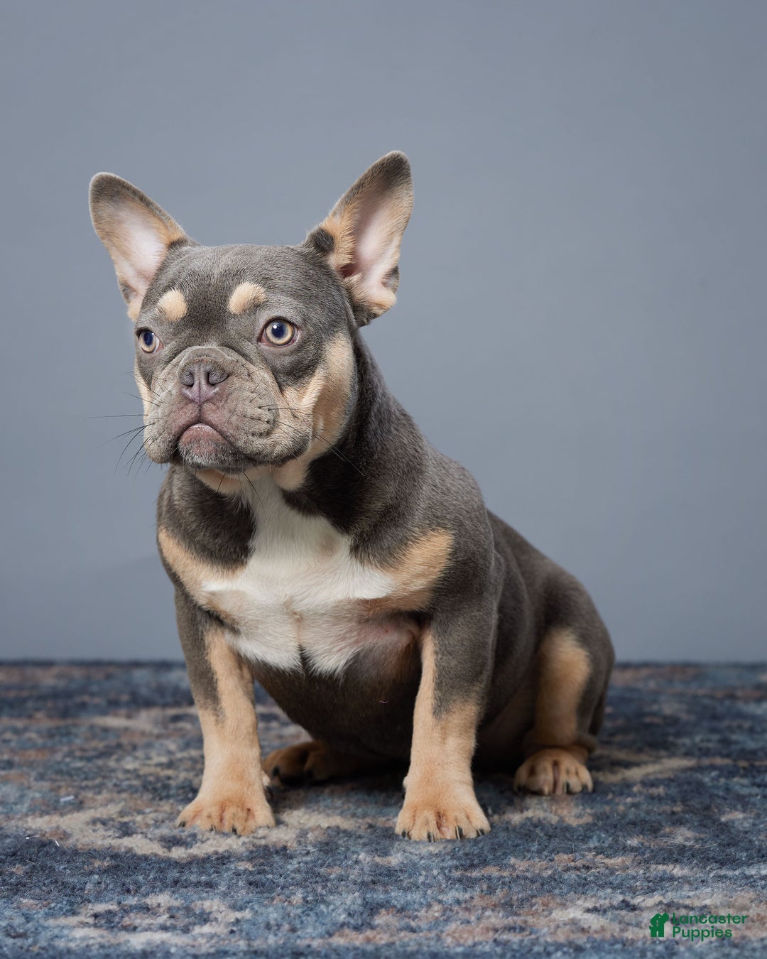 French Bulldog dogs for sale: Harper - Ad 8