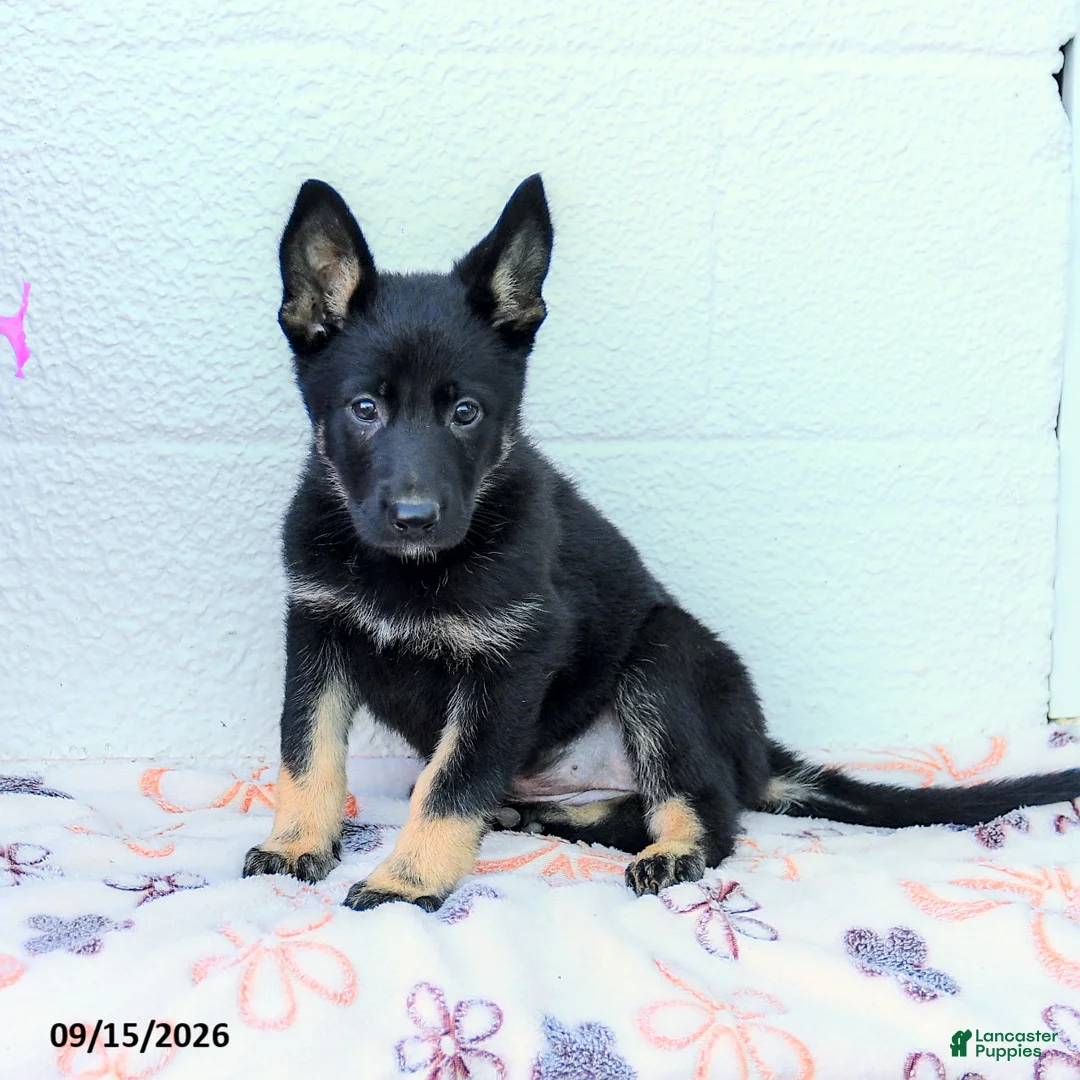 German Shepherd dogs for sale: Aria - Ad 2