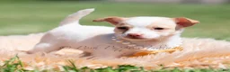 Chihuahua dogs for sale: Sushi AKC - Ad 13