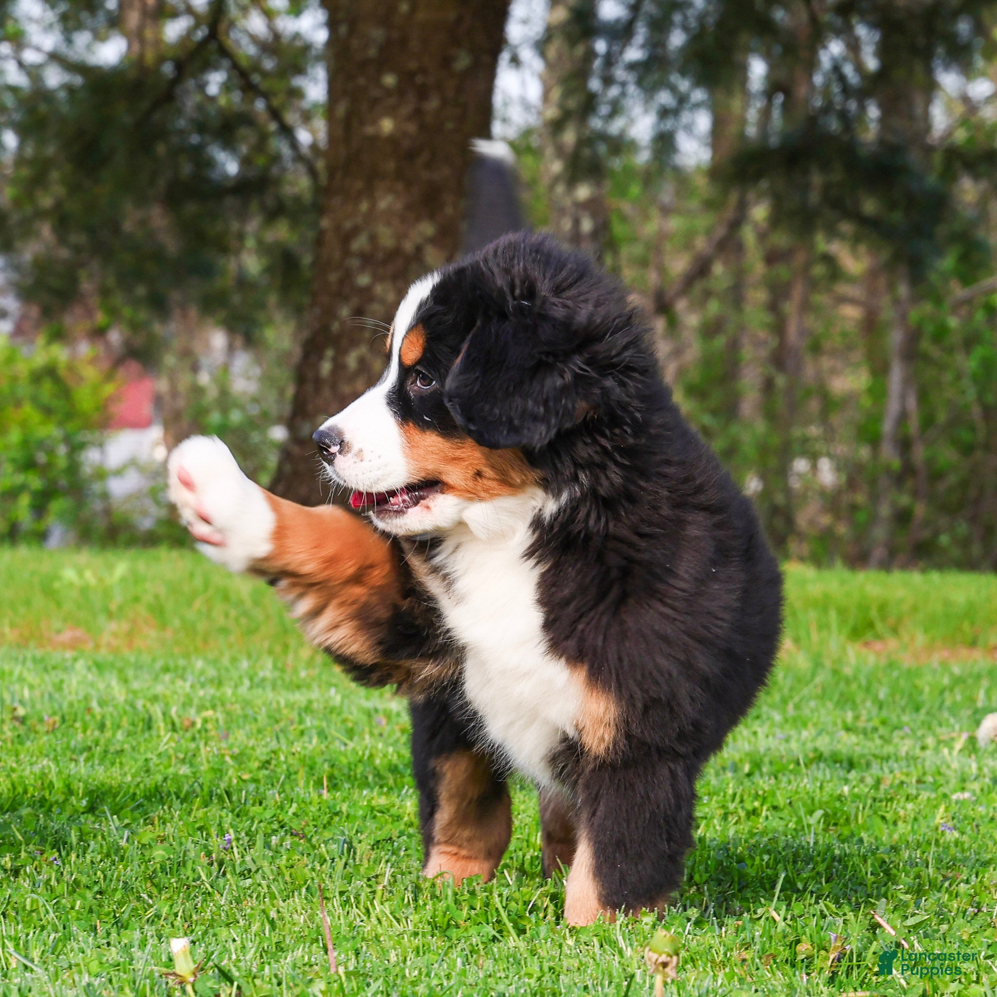 Bernese Mountain Dog dogs Raven - Ad 2