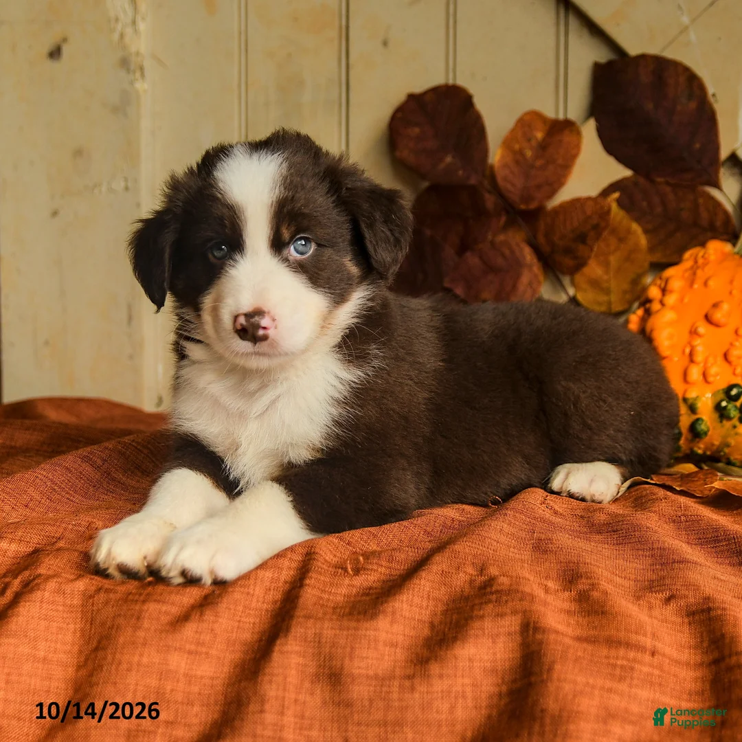 Australian Shepherd dogs for sale: Rusty - Ad 2