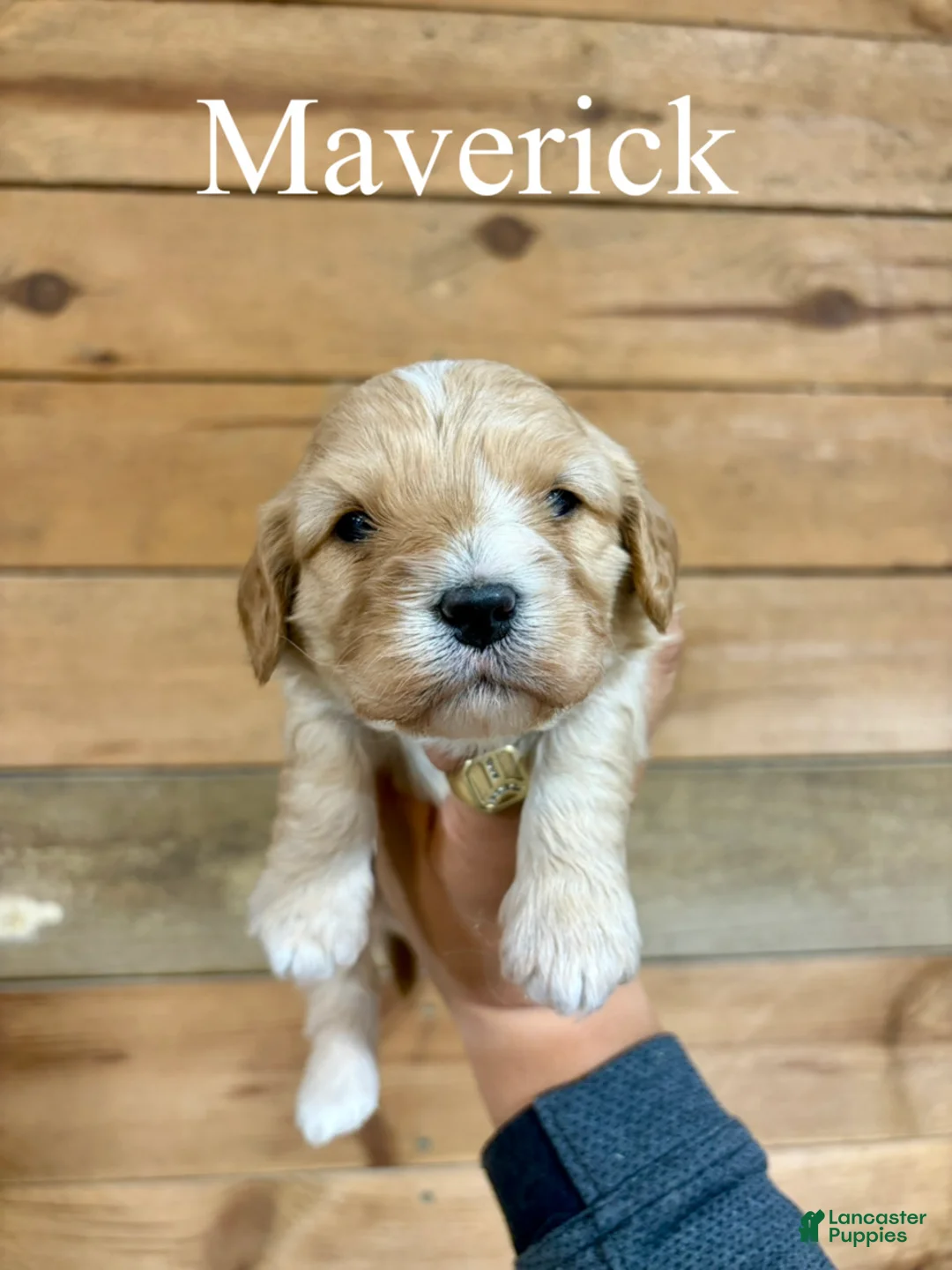Cavapoo dogs for sale: Maverick  - Ad 1