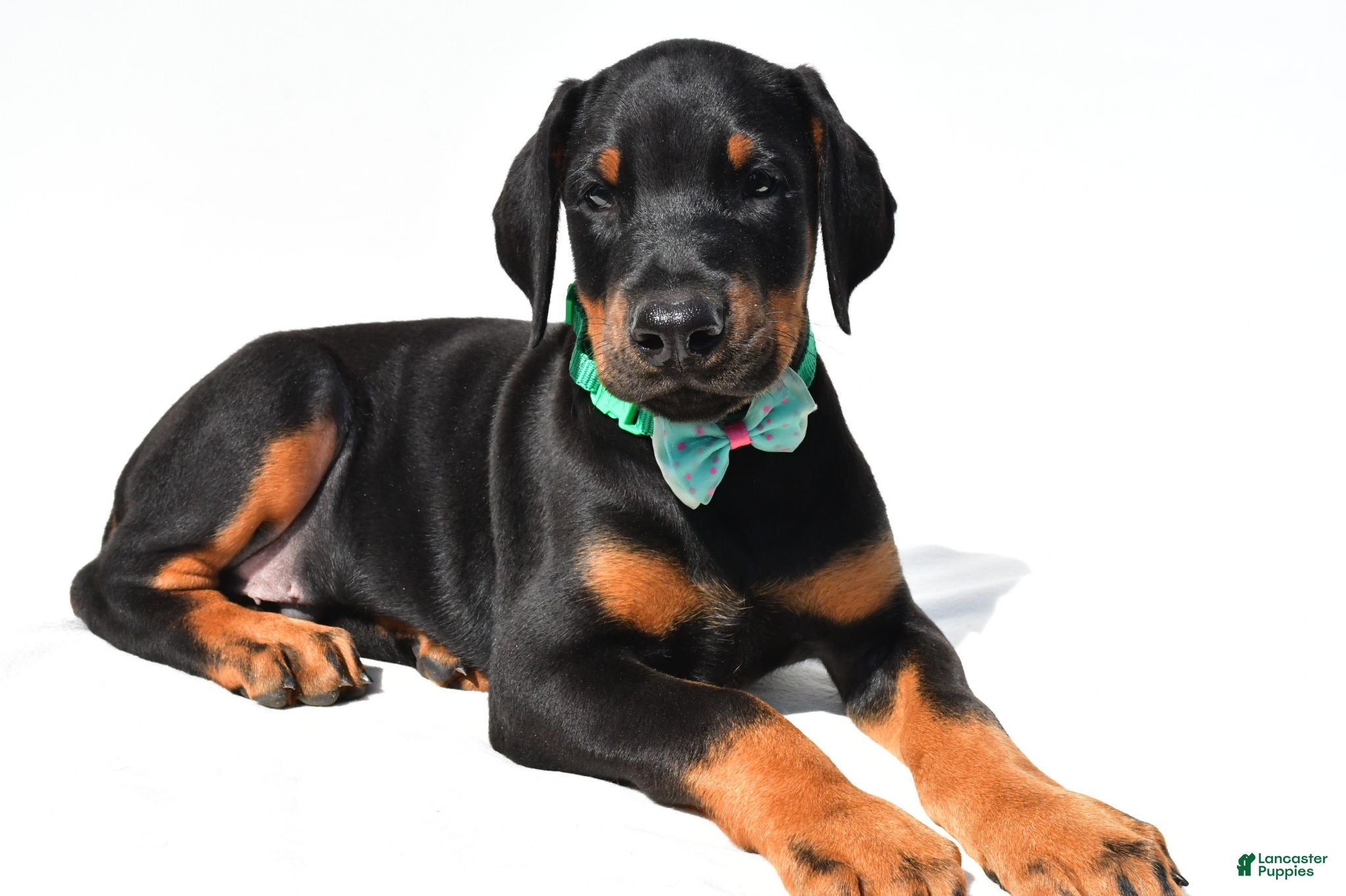 Doberman Pinscher dogs Barney - Ad 2