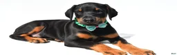 Doberman Pinscher dogs for sale: Barney - Ad 2