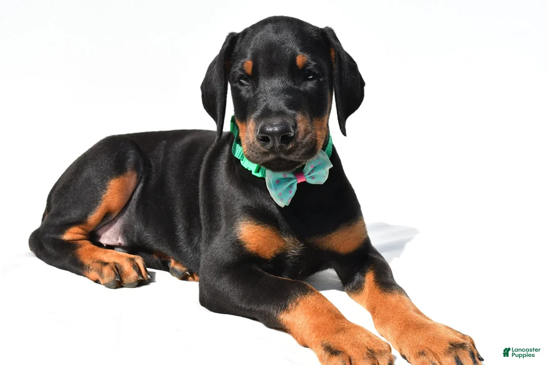 Doberman Pinscher dogs for sale: Barney - Ad 2