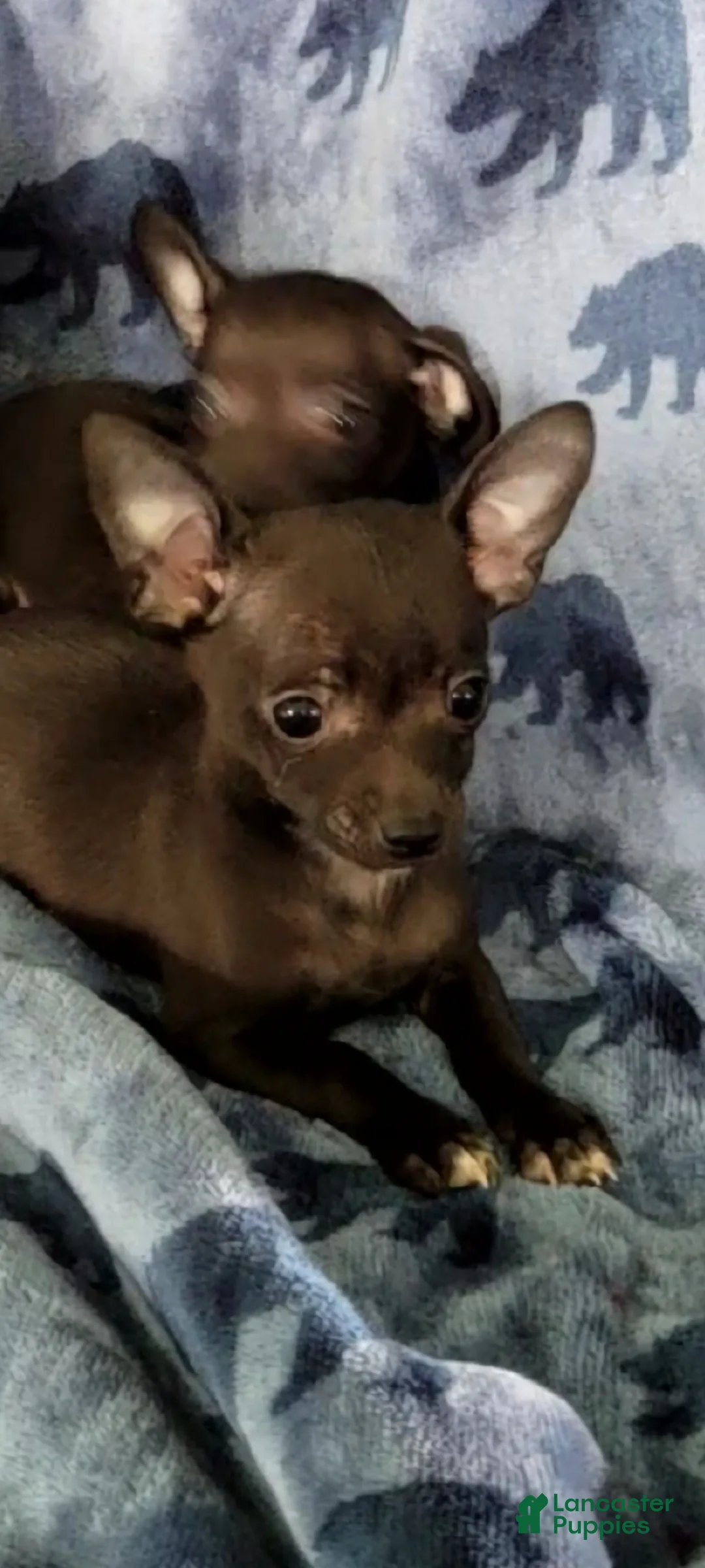 Chihuahua dogs for sale: Mickey - Ad 2