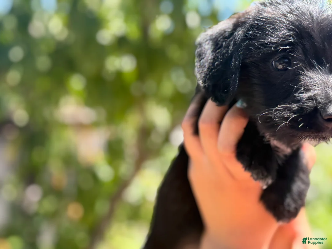 Mixed Breed dogs for sale: ILY - Ad 2