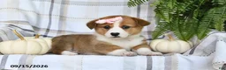 Welsh Corgi Pembroke dogs for sale: Daisy - Ad 5
