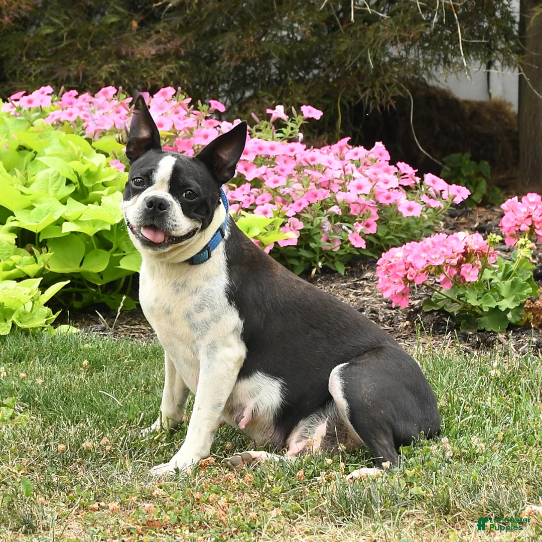 Mixed Breed dogs for sale: Milly - Ad 4