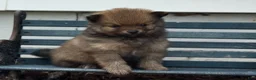 Pomeranian dogs for sale: Olivia  - Ad 8