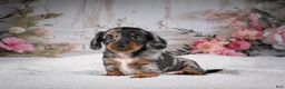 Miniature Dachshund dogs for sale: Leo - Ad 4