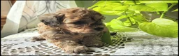 Toy Poodle dogs for sale: Tanesha - Ad 2