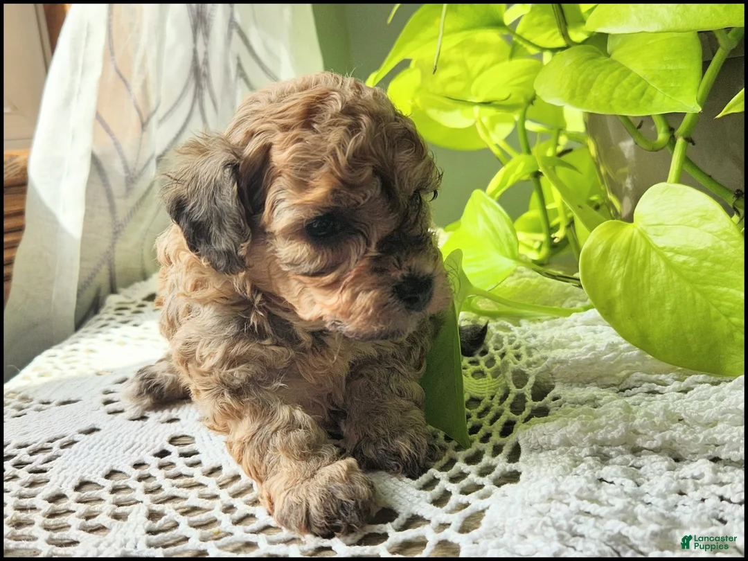 Toy Poodle dogs for sale: Tanesha - Ad 2