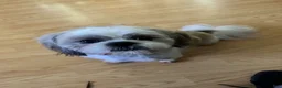 Shih Tzu dogs for stud: Drake - Ad 3