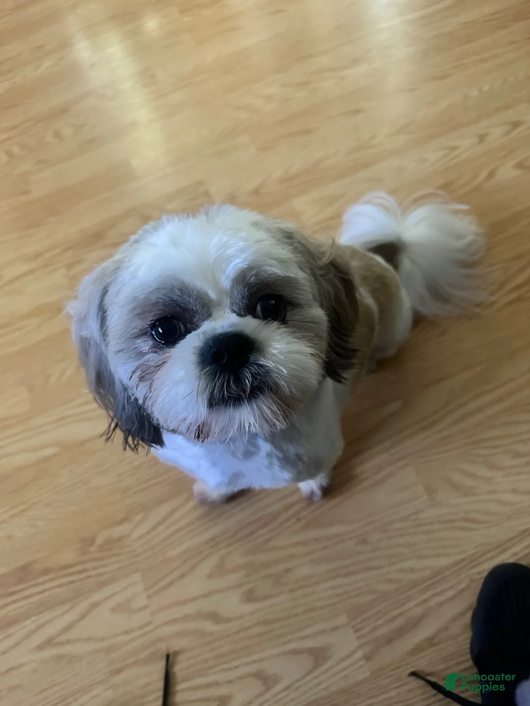 Shih Tzu dogs for stud: Drake - Ad 3