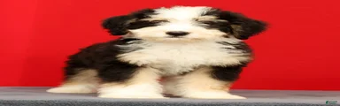 Charlie