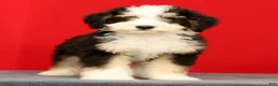 Mini Bernedoodle dogs for sale: Charlie - Ad 1