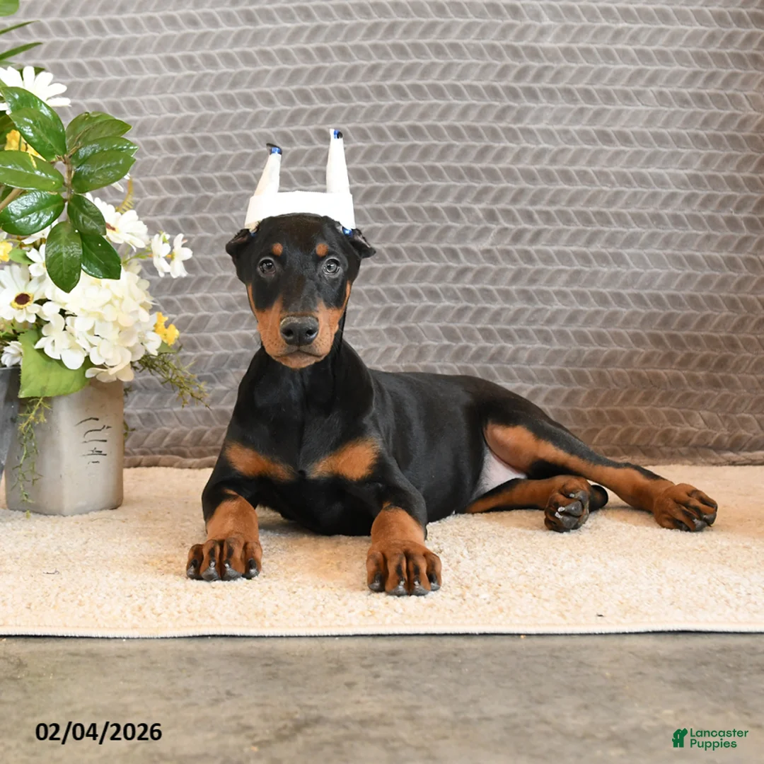 Doberman Pinscher dogs for sale: Zara - Ad 1