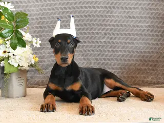 Doberman Pinscher dogs Zara - Ad 2